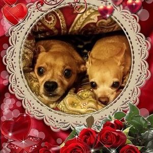 Meet your Posher, Loly